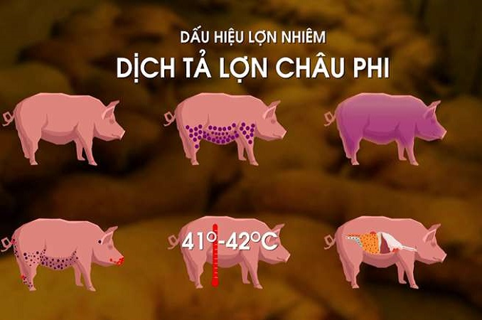 Dịch tả lợn Châu Phi và các biện pháp phòng, chống dịch bệnh 